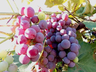 Üzüm bağında olgunlaşan bir demet mavi üzüm. Lezzetli taze üzümler. Üzüm ekimi.