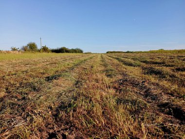 Ufkun ötesine uzanan, mavi gökyüzünün arka planında görülebilen, çimleri biçilmiş bir tarla. Çimleri biçilmiş güzel arazi manzarası ve kış için hayvanlar için yiyecek toplama teması.