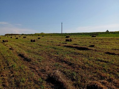 Birçok kuru saman balyaları alana saçıldı. Yazın sığırlar için saman topluyorum. Tarımsal alanlarda manzara