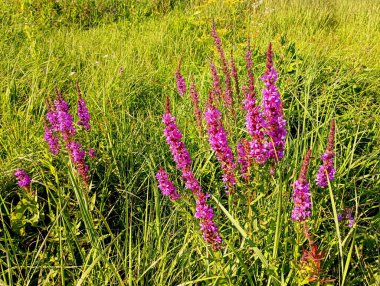 Vahşi çiçeklerin arka planı. Yeşil çimenlerin arasında pembe yabani çiçekler.