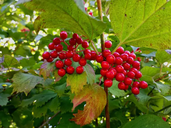 stock image A bunch of red viburnum among green leaves on a bush in summer.