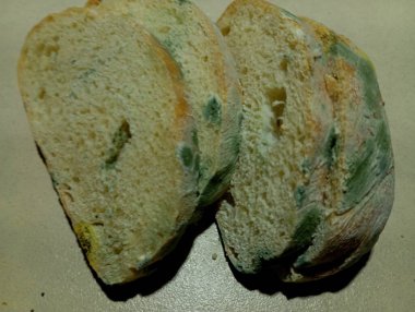 Küflü buğday ekmeği. Tarihi geçmiş yiyecekler.