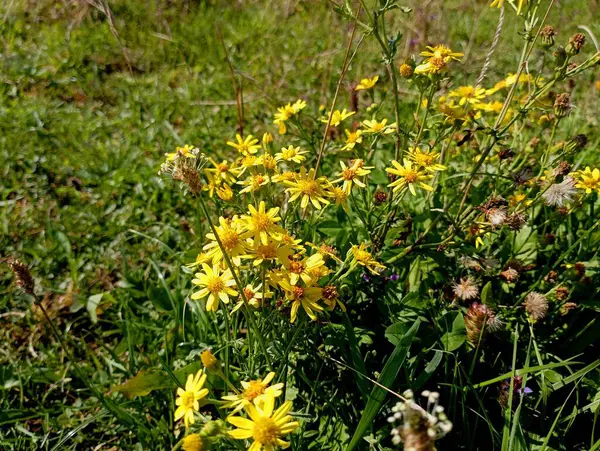 stock image Yellow autumn wildflowers on a background of green grass. Nature and natural backgrounds.