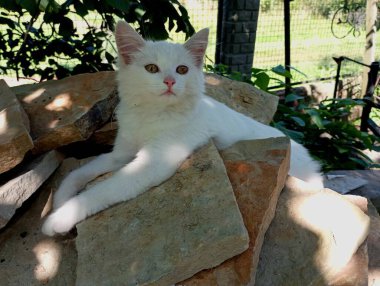 White, başı yukarıda, kumtaşı bir kayanın üzerinde yatıyor. Güneşin altında güzel bir evcil kedi dinleniyor..