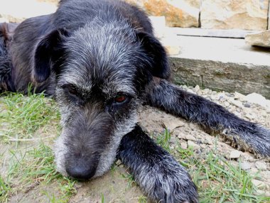 An old black dog rests on the street with his gray head resting on his paws. A pet in the yard clipart