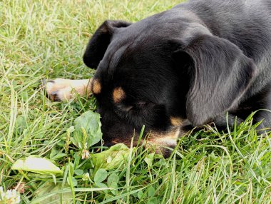 Hayvan, burnu yeşil çimlerin üzerinde dinlenerek bahçede dinleniyor. Yeşil çimlerde bir köpek.