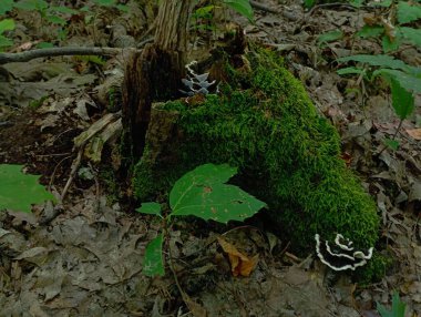 Yumuşak yeşil yosunlarla kaplı bir kütüğün kenarlarında beyaz çizgili küçük siyah mantarlar. Sonbaharda orman mantarlarının çeşitleri.