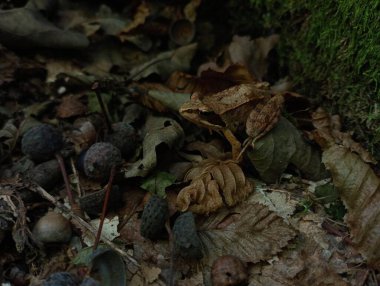 Orman zemininde meşe palamudu ve meşe yaprakları arasında kalan orman kurbağası. Ormanda yürürken amfibilerle birlikte doğanın arka planları..