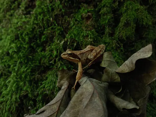 stock image A forest brown frog on a dry oak leaf on a background of green moss. Forest animals and backgrounds with them.