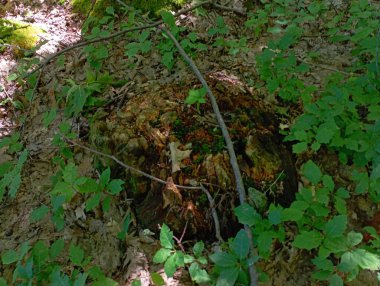 Sonbaharda ormanda çürümüş meşe kütüğü. Doğal altyapı ve dokular.