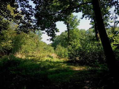 Meşe ormanındaki güzel orman manzarası. Yeşil ağaçları ve çalıları olan bir yaz ormanı. Yeşil ekosistem.