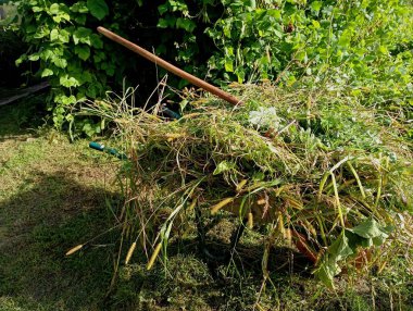 Metal bir el arabasında, tırpanlı yeşil çimenler. Tarım ve hayvan yemi üretimi.
