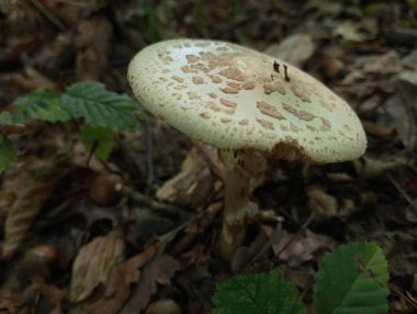 Beautiful poisonous white fly agaric in the forest among dry leaves. Natural autumn backgrounds with poisonous mushrooms. clipart