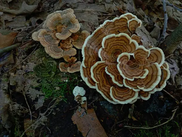 stock image Beautiful wooden poisonous forest mushrooms on an old stump in the forest. Old mushrooms in the forest in autumn on the background of leaves. Natural backgrounds and textures.