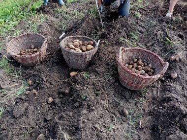 Tarlada patates hasat etme ve sebzeleri boyutlarına göre üç farklı hasır sepete ayırma süreci. Tarım ve hasat.