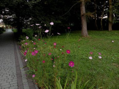 Karaçam ağaçlarının ve diğer ağaçların arasında kaldırım taşı patikaları olan park manzarası.