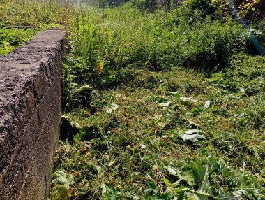 Bitmemiş bir binanın beton temelinin yakınındaki çimenleri ve otları biçtim. Çim biçme ve ot biçme konusu.