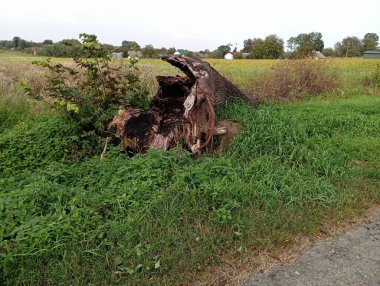 Eski bir ağacın büyük yanmış gövdesi yolun ortasındaki yeşil çimlerin üzerinde uzanıyor. Yıldırım çarpan doğal manzaralar..