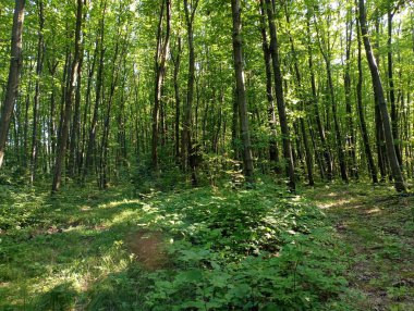 Yazın pürüzsüz yeşil ağaçları olan yeşil bir orman. Orman bozkırlarındaki doğal manzaralar. Yazın düz yeşil bitkilerle güzel bir doğa..
