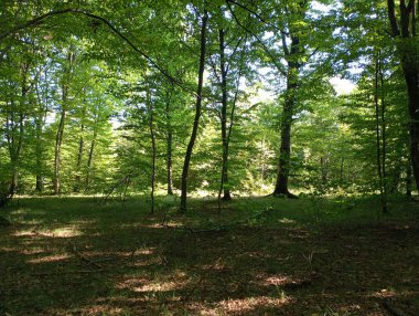 Yazın, uzun ağaçlar ve düşmüş yapraklarla kaplı yeşil geniş bir orman. Ormanın güzel manzarası.