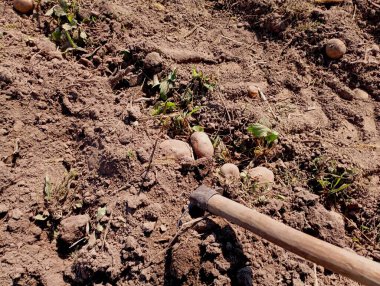 Özel bir el aleti, çapa kullanarak patates topluyorum. Patatesler sürülmüş topraklarda yatıyor..