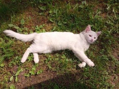 Beyaz bir kedi yeşil çimlerin üzerinde dinleniyor. Hayvan güneşin tadını çıkararak dinleniyor. Dışarıda beyaz bir hayvan yatıyor..