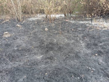 Ormanın çim örtüsünün yanmış bir bölgesi. Yangından sonraki orman. Yanmış çimen dokusu.