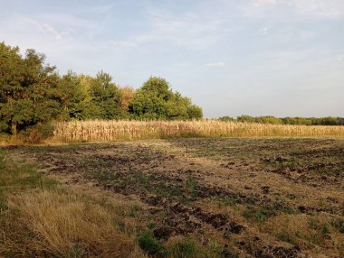 Sonbaharda mısır tarlasında manzara. Tarlanın yakınında mısırlı bir tarla görülebilir. Tarım geçmişi ve manzaraları.