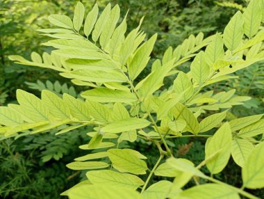 Green fresh leaves of acacia tree. Natural background of green leaves of white acacia clipart