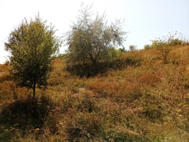 Çimenli bir vadide arka planda tek ağaçlar. Güzel sonbahar manzarası.