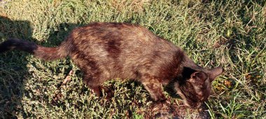 Yeşil çimlerin üzerinde bitkilerin arasında bir şey arayan siyah bir kedinin panoramik fotoğrafı. Yeşil çimlerin arka planında kara kedi. Evcil hayvanlar bahçede yürüyor..