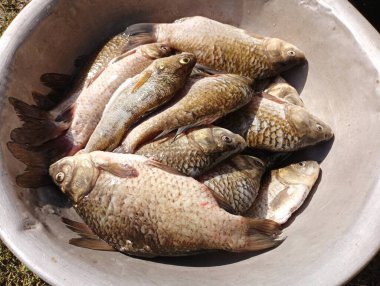 Temizlenmiş balıklı alüminyum kase. Metal bir kabın içinde yerde yatıyor. Gıda ve malzeme konusu..