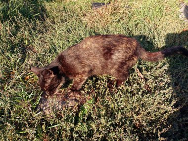 Black cat on the background of green grass. Domestic cat on green grass. clipart