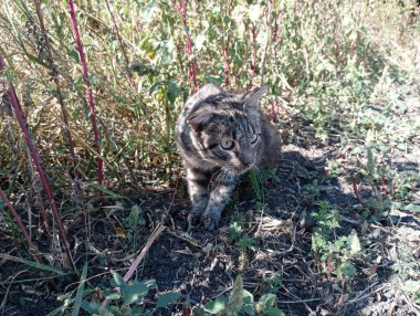 Gri yaşlı bir kedi uzun otların arasında oturur ve fare avlarken saklanır. Bahçedeki evcil hayvan çimlerde.