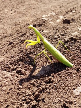 Toprak zemindeki peygamber devesi böceğinin dikey görüntüsü. Kahverengi bir zeminde, pençelerini kaldırmış yeşil bir peygamberdevesi..