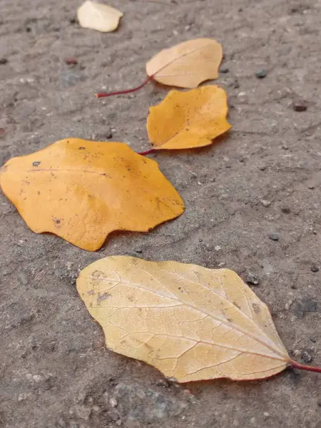 Düşen huş yapraklarının arka planı gri betonda. Sonbahar geçmişleri ve dokuları. Yolda düşen sarı yapraklar. Düşen sarı huş ağacının dikey fotoğrafı gri arka planda..