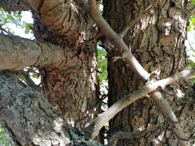 Bagajı ve yabani armut dalları olan bir arka plan. Doğal altyapı ve dokular. Bahçe, bahçıvanlık ve meyve ağaçları. Bir meyve ağacının kabuğunun yapısı.