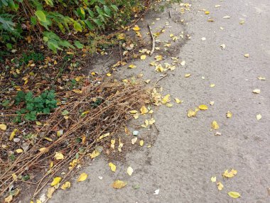 Beton bir yolda düşmüş huş yapraklarıyla sonbahar arkaplanı. Yol kenarındaki çiğnenmiş yapraklarla sonbahar arkaplanı.