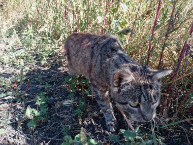 Yaşlı gri bir kedi uzun otların arasında kemirgen avlıyor. Evcil hayvan avlama süreci.