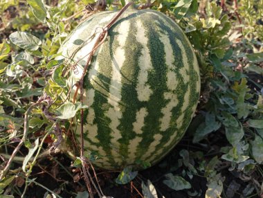 Tarlada kendi yapraklarının arasında olgun yeşil karpuz. Meyve ve sebzelerin geçmişi. Tarım ve lezzetli meyveler yetiştirme.