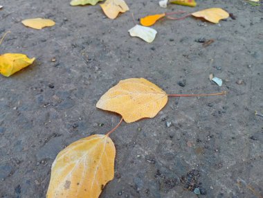 İlk huş ağacı sarı yaprakları gri betonun üzerindedir. Düşen yapraklarla doğal sonbahar arka planı.
