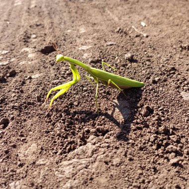 Kare bir fotoğrafta toprağın arka planında yeşil peygamber devesi resmi var..