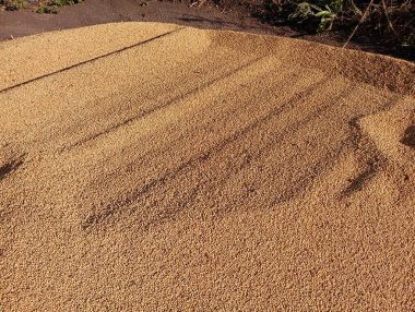 Bahçeye öğütülmüş bir soya fasulyesi hasadı yığıldı. Çiftçilik ve hasat konuları.