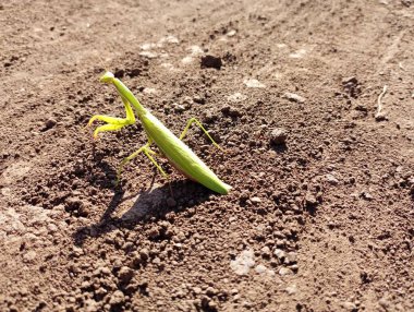 Yapışkan pençeleri olan gri toprağın arka planında yeşil, büyük bir yırtıcı peygamber devesi. Alandaki büyük yırtıcı bir böcek..