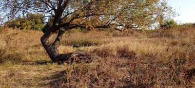 Sonbaharda, açık mavi bir gökyüzünün altındaki parkta, kuru, uzun otların arasında yalnız bir ağaç. Gövdesi bükülmüş sıra dışı bir ağaç..