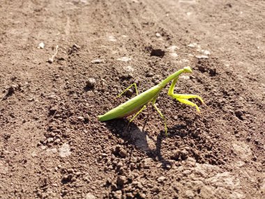 Tozlu bir yolun arka planında kocaman yeşil peygamber devesi. Büyük yırtıcı bir böcek..