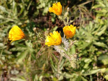 Sonbaharda tarladaki yeşil çimlerin arka planında sarı su teresi çiçekleri..