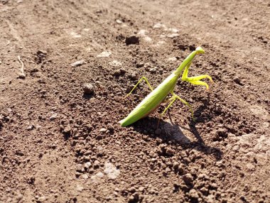 Toprağın arka planında sonbaharda yeşil peygamber devesi..