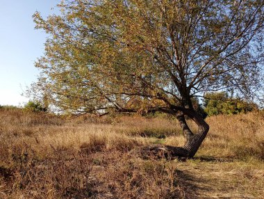 Sonbahar bozkırında yalnız söğüt ağacı. Sarı yapraklı bir tarlada, sonbahar sarısı otların arasında güzel, alışılmadık bir ağaç.