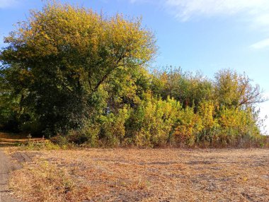 Açık mavi sonbahar gökyüzünün altında sarı ağaçlarla dolu güzel bir sonbahar manzarası. Sonbahar akasyaları çalılıkları.